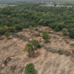 Desmatamento na caatinga é impulsionado pela transição energética na Bahia