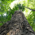 Suíça anuncia doação de mais de R$ 30 milhões do Fundo Amazônia