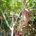 Ilhéus será reconhecida como a Capital Nacional do Cacau e do Chocolate