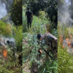 Polícia Militar encontra plantação com 160 pés de maconha em área rural de Itacaré